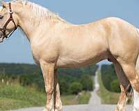 acdha-quarter-horse-gelding