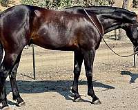 black-none-horse