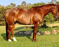 red-roan-rear-socks-horse
