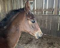 homozygous-black-appaloosa-horse