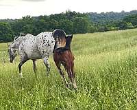 sporthorse-appaloosa-horse