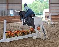 eventing-gypsy-vanner-horse