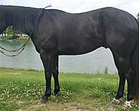 black-show-j-horse