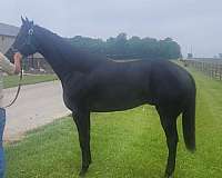 stallion-halter-quarter-horse