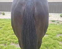 stallion-halter-horse