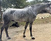 showmanship-trail-tennessee-walking-horse