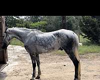 grey-breeding-show-horse