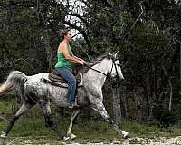 grey-tennessee-walking-gelding