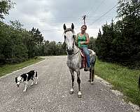 grey-showmanship-trail-horse