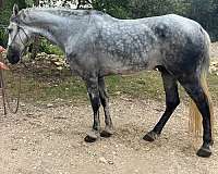 grey-showmanship-trail-horse