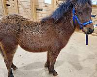 papered-miniature-horse