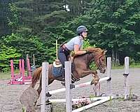 welsh-pony-gelding