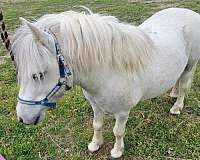 chunky-welsh-pony