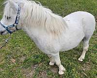 handsome-welsh-pony