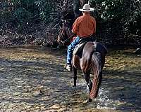 dominant-andalusian-horse