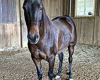 clinic-andalusian-horse