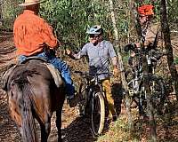 good-trail-andalusian-horse