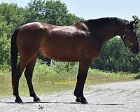 amateur-warmblood-horse