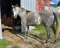 light-markings-on-face-horse