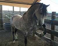 grey-light-markings-on-face-horse