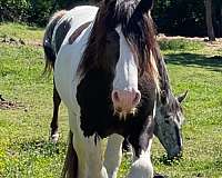 gvhs-gypsy-vanner-horse