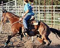learn-to-rope-horse