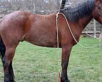 bay-roan-coon-tail-horse