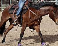 all-around-youth-quarter-horse
