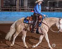 showhorse-quarter-horse
