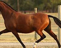 breeding-classical-andalusian-horse