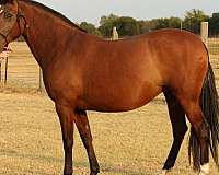 red-bay-andalusian-horse