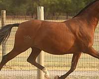 two-in-one-andalusian-horse