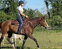 trail-riding-appendix-horse