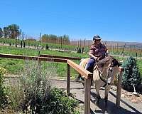 natural-horsemanship-training-kentucky-mountain-horse