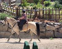 trail-kentucky-mountain-horse