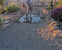 trail-riding-kentucky-mountain-horse