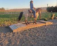 trail-class-competition-kentucky-mountain-horse