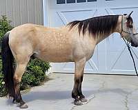 buckskin-kentucky-mountain-gelding