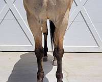 buckskin-gaited-horse