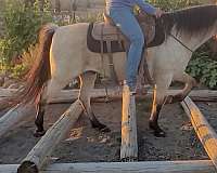 gaited-kentucky-mountain-horse