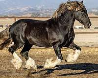 medium-gypsy-vanner-horse