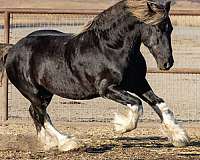 silver-lining-gypsy-vanner-horse