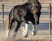 striking-gypsy-vanner-horse