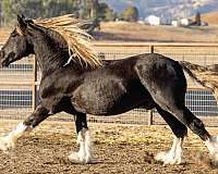 superior-gypsy-vanner-horse