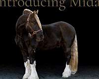 investment-gypsy-vanner-horse
