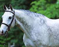 auction-holsteiner-horse