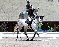 competitive-trail-holsteiner-horse