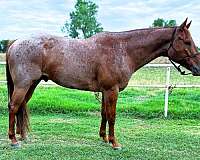 red-roan-see-pics-horse