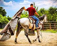 jumping-andalusian-horse