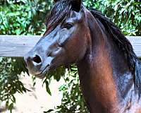 black-filly-morgan-horse